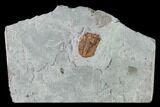 Ordovician Trilobite (Ampyxina) Fossil - Missouri #135523-1